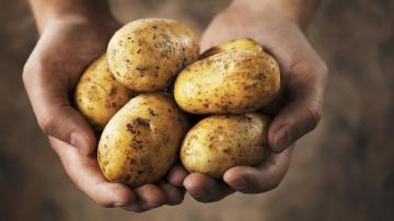 Amazing Faktai apie bulves: tiesa apie krakmolo