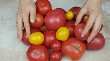 Lengviausias pomidorų derlius žiemai