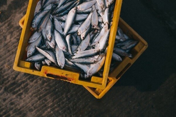 Žuvies galite nusipirkti be baimės - ji buvo pagauta ryte (Nuotrauka: Pixabay.com)