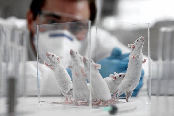 Tyrimas pasirodė esąs labai svarbus, tačiau svarbu atsižvelgti į tai, kad žiurkių ir žmonių struktūra vis dar skiriasi (Nuotrauka: newsland.com)