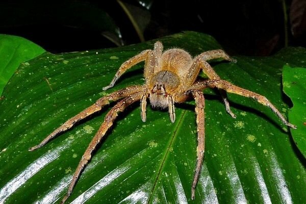 Net mažų vorų įkandimas gali būti pavojingas (Nuotrauka: topcafe.su)