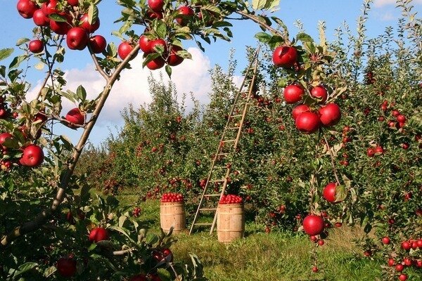Vienas obuolys gali užmušti blogą kvapą. (Nuotrauka: Pixabay.com)