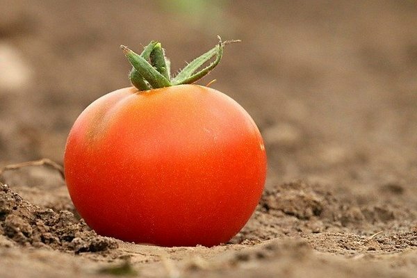 Daugelis žmonių pomidorus laiko šaldytuve. Pasirodo, kad tai klaida (Nuotrauka: pixabay.com)